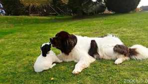 Landcir е роднина на нюфаундленд